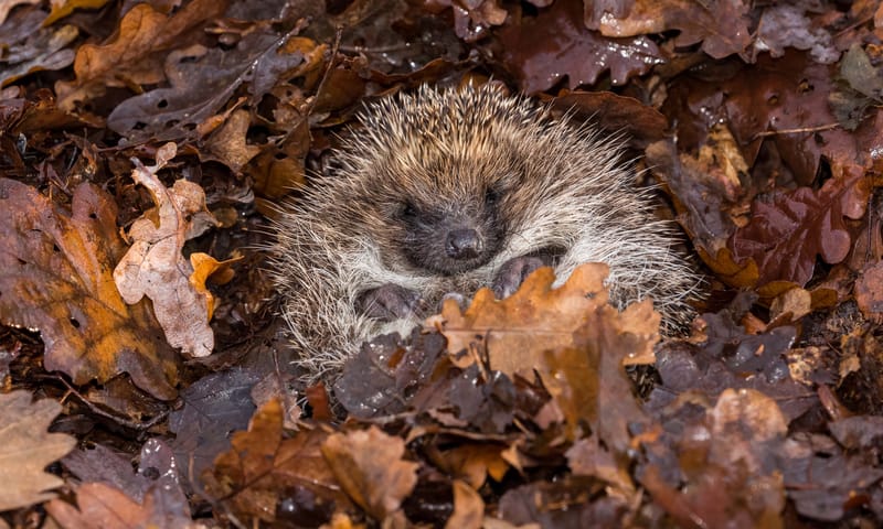 Egel in winterslaap tussen de bladeren