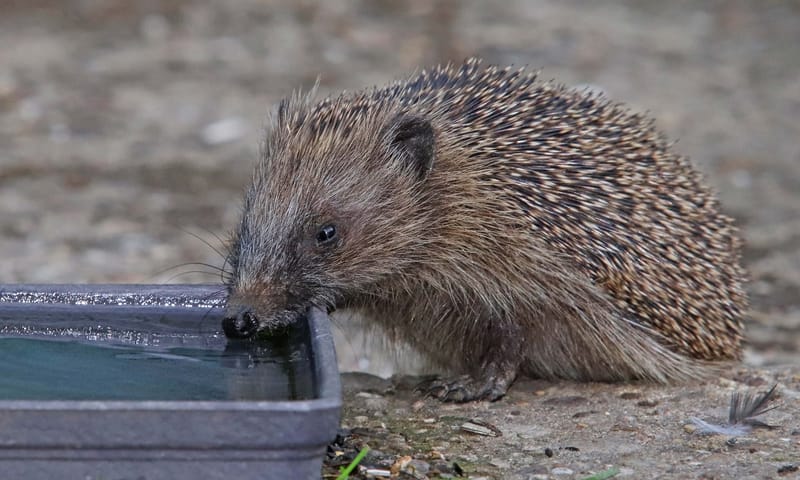 Egel drinkt