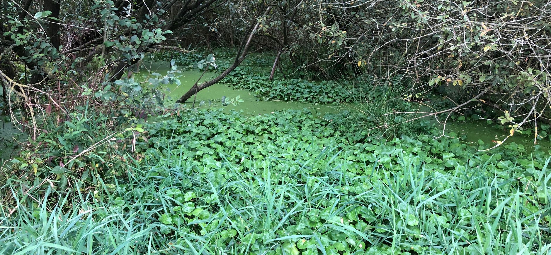 Grote waternavel Kettingdijk