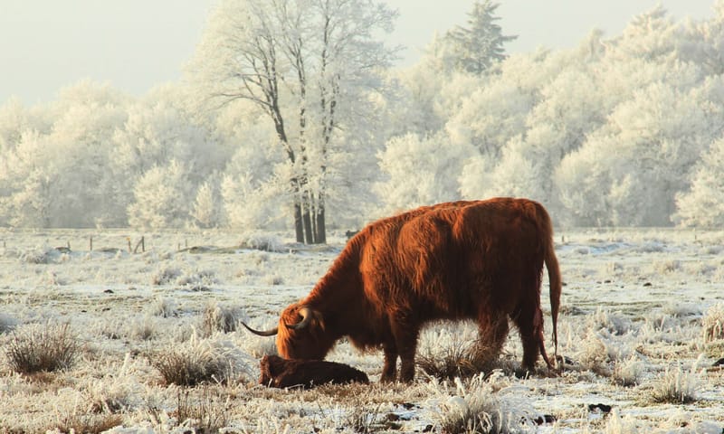 Hooglander in de sneeuw