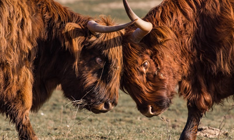 Hooglander stieren