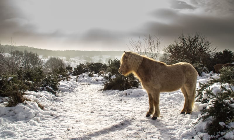 IJslander in de sneeuw