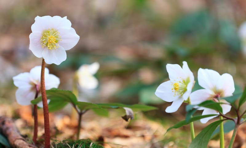 Nieskruid winterbloeier