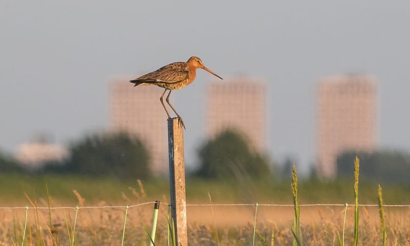 Grutto in Schieveen