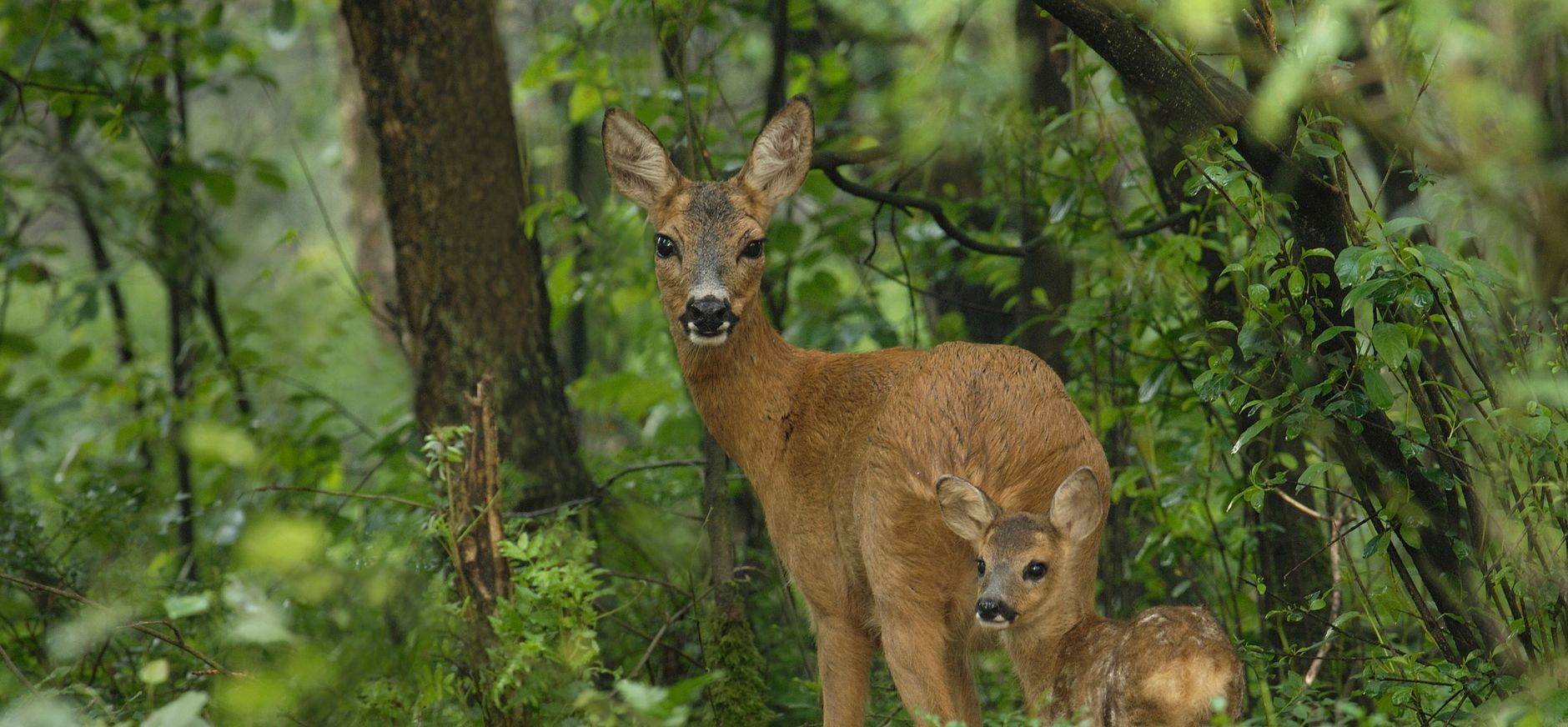 Ree met jong