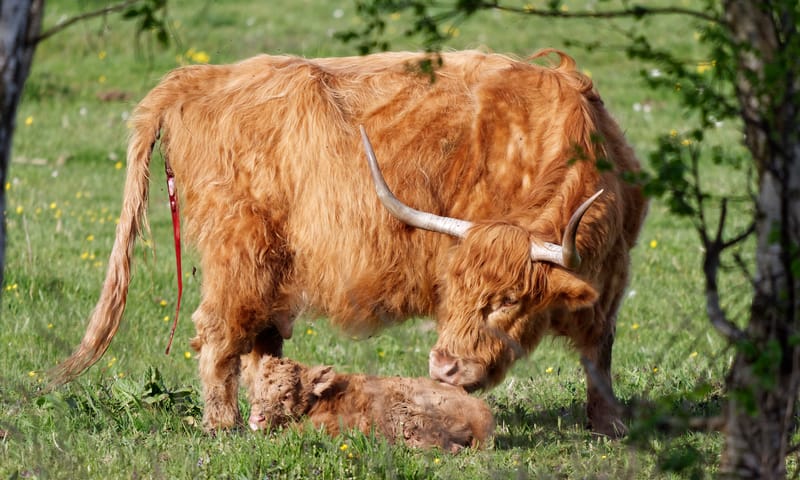 Hooglander kalfje
