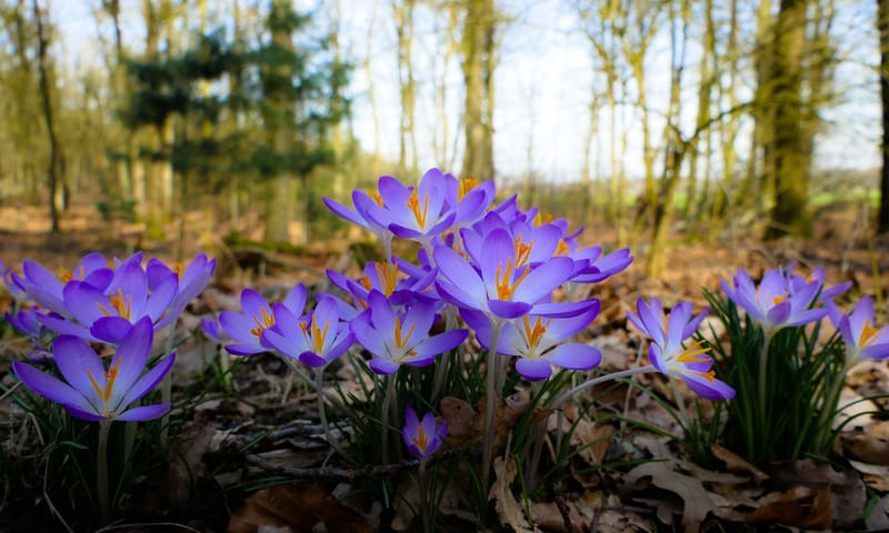 Boerenkrokus voorjaarsbloeiers Boerenkrokus voorjaarsbloeiers