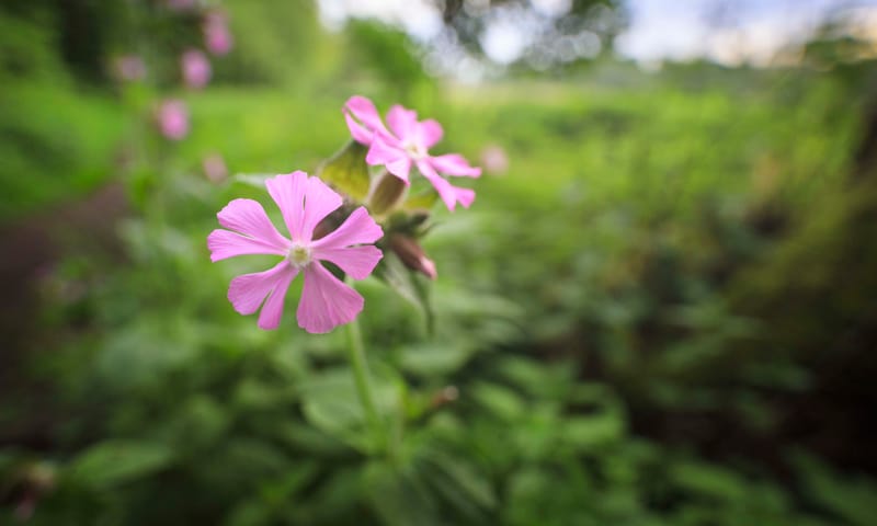 Dagkoekoeksbloem voorjaarsbloeiers