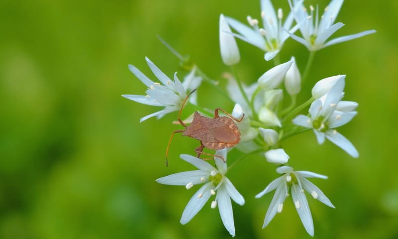 Daslook voorjaarsbloeiers
