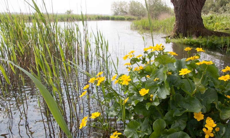 Gewone dotterbloem voorjaarsbloeiers