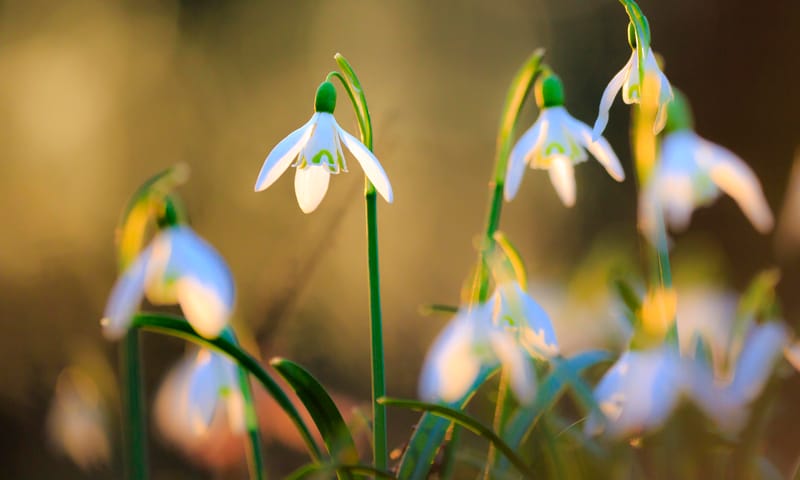 Gewone sneeuwklokjes - voorjaarsbloeiers