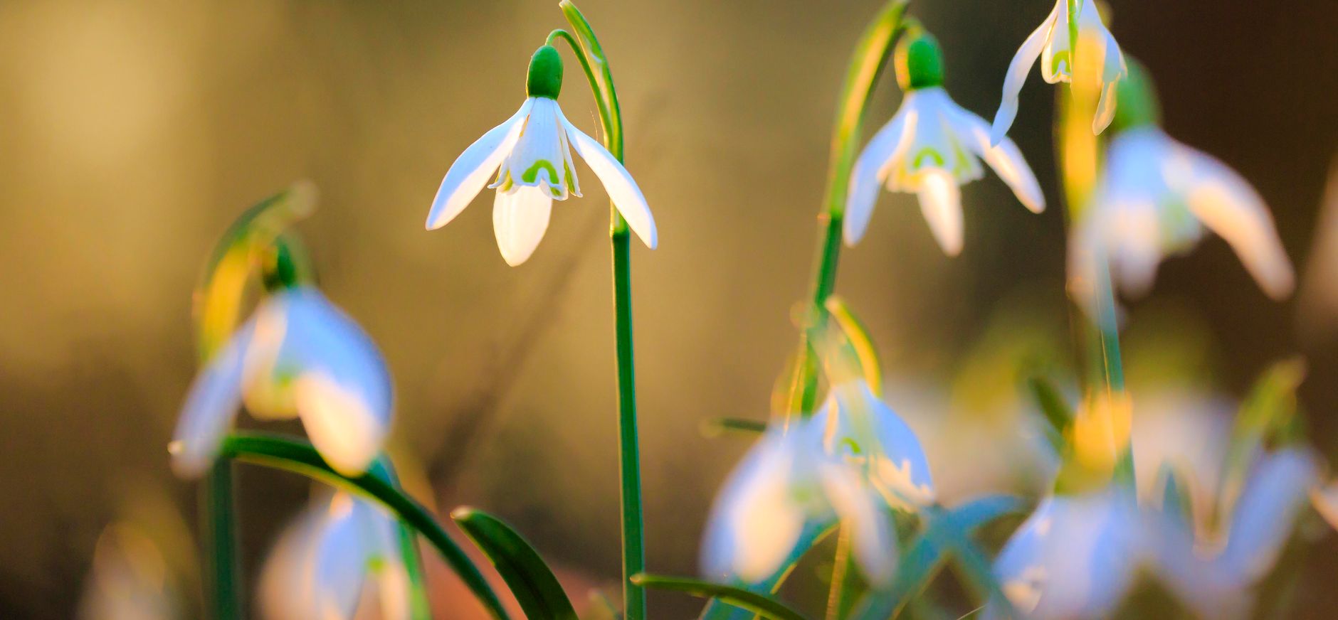 Gewone sneeuwklokjes - voorjaarsbloeiers