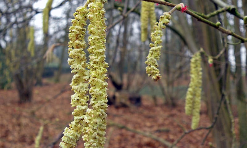 Hazelaar voorjaarsbloeier