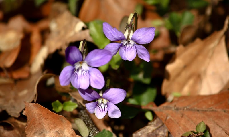 Maart viooltje voorjaarsbloeiers