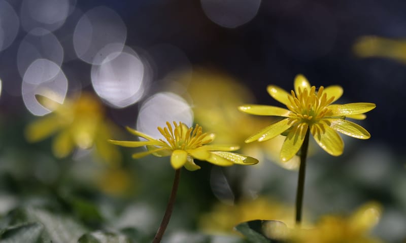 Speenkruid voorjaarsbloeiers