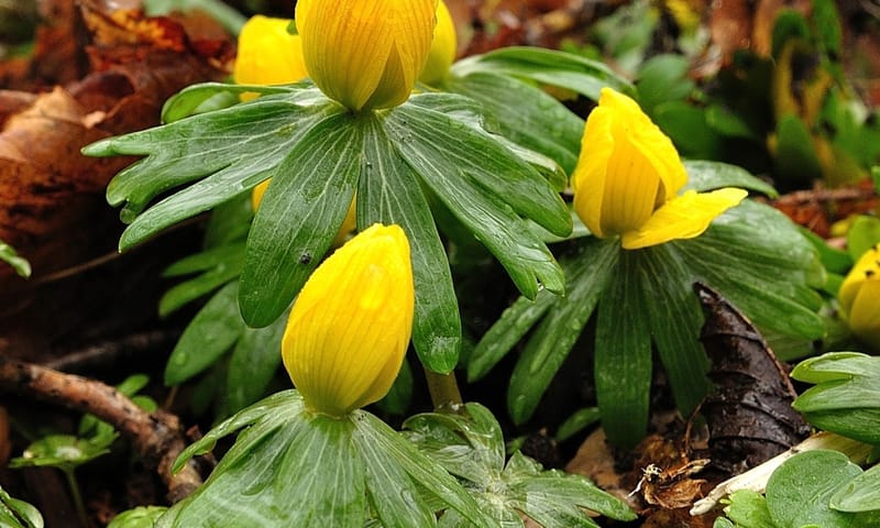 Winterakoniet - voorjaarsbloeiers
