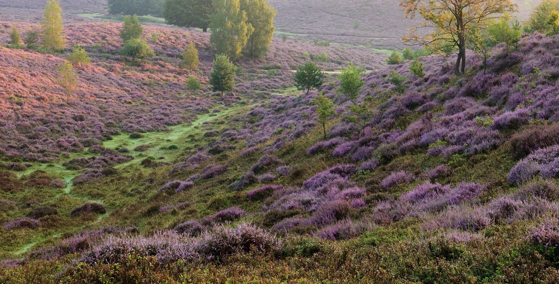 De zon breekt door de mist boven de bloeiende heide van de Veluwezoom