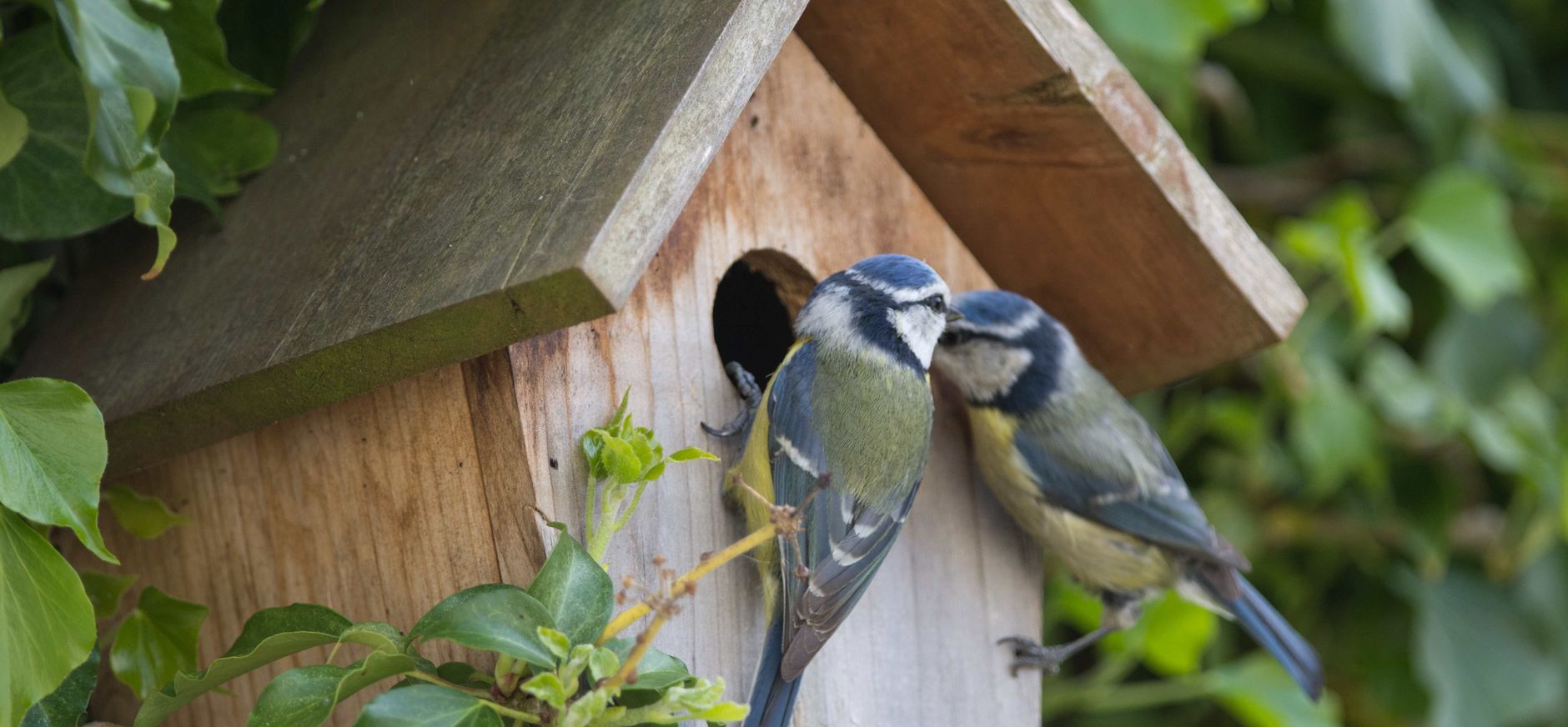 Pimpelmezen bij hun nestkast Pimpelmezen broeden graag in een nestkast