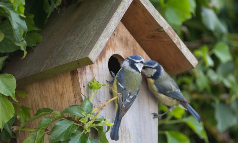 Pimpelmezen broeden graag in een nestkast