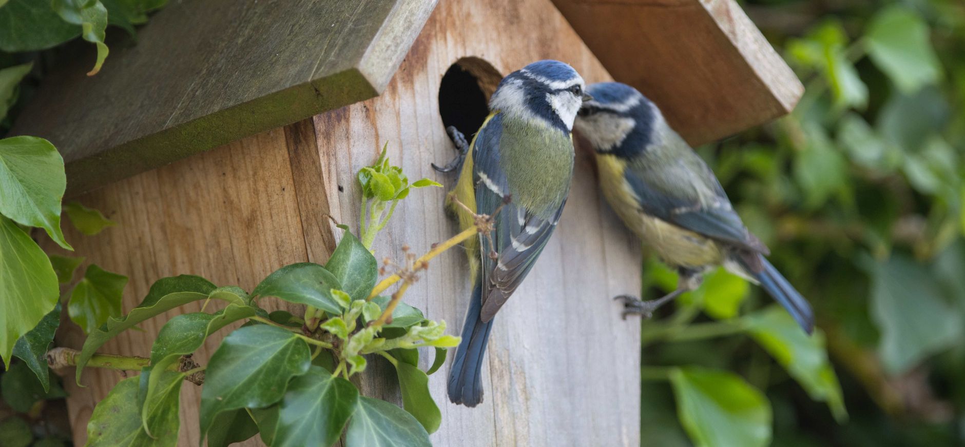 Pimpelmezen bij hun nestkast Pimpelmezen broeden graag in een nestkast