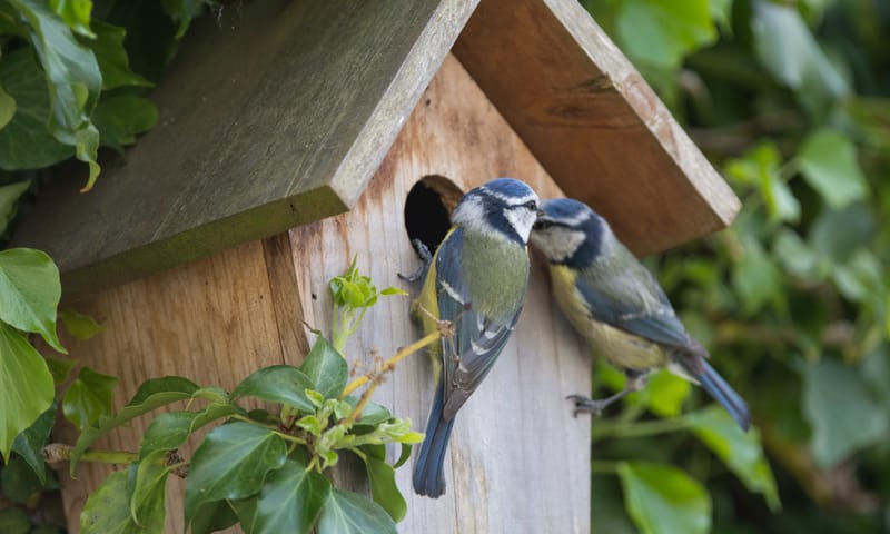 Pimpelmezen bij hun nestkast Pimpelmezen broeden graag in een nestkast