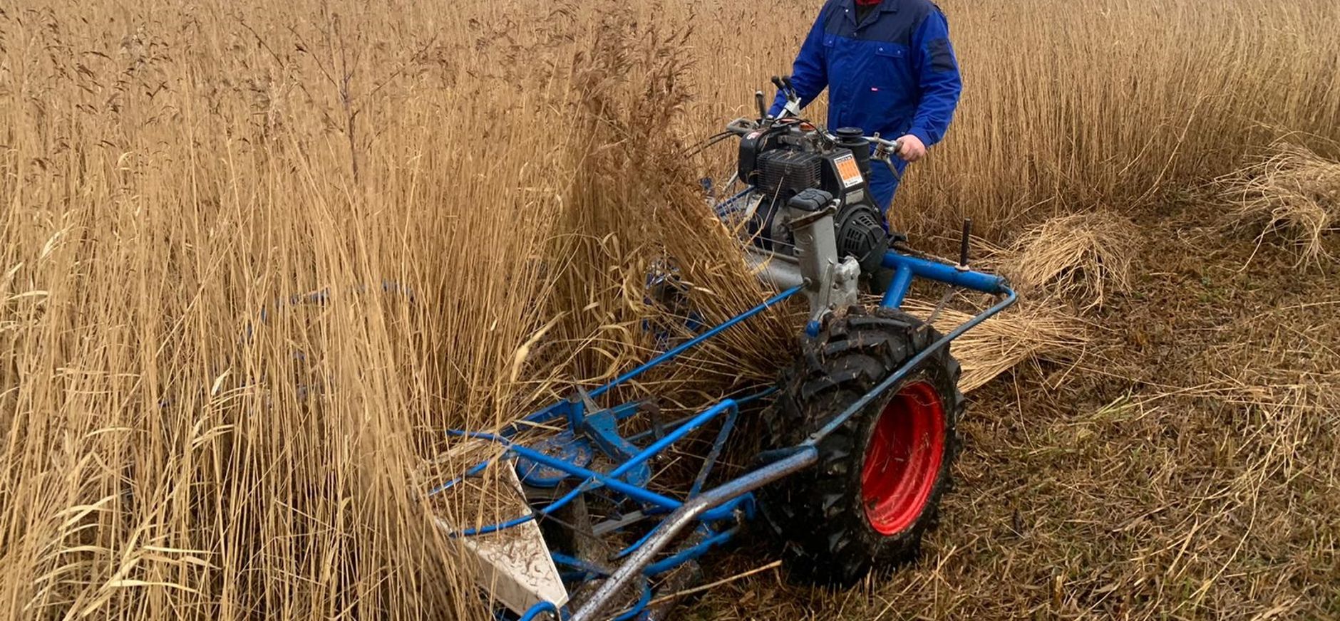 Rietsnijden hoort bij natuurbeheer in de Wieden Rietsnijder oogst riet in de Wieden
