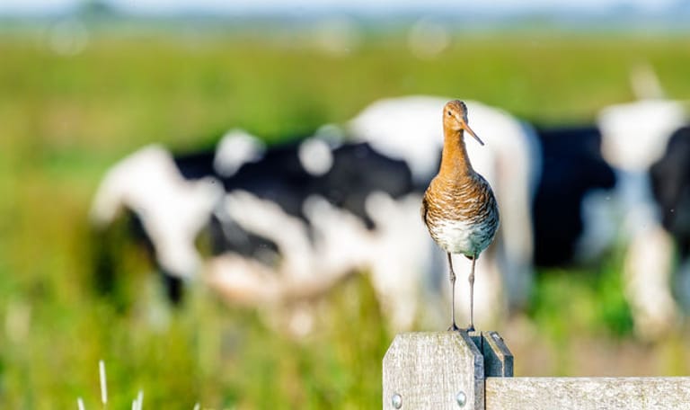 Grutto op paal met koeien op de achtergrond