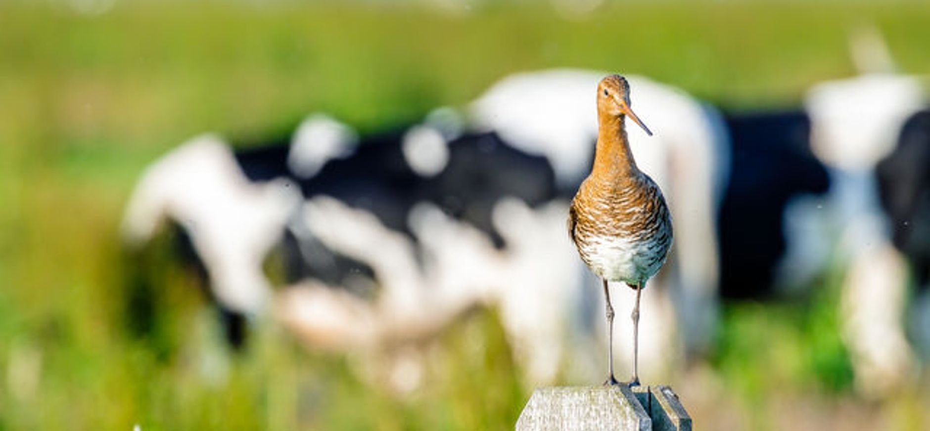 Grutto op paal met koeien op de achtergrond