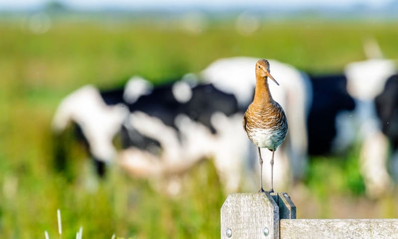 Grutto op paal met koeien op de achtergrond
