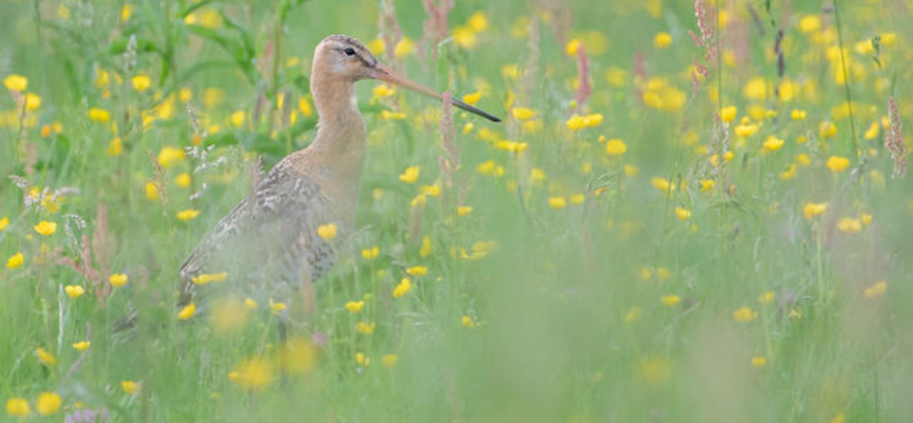 Grutto tussen bloemen weiland
