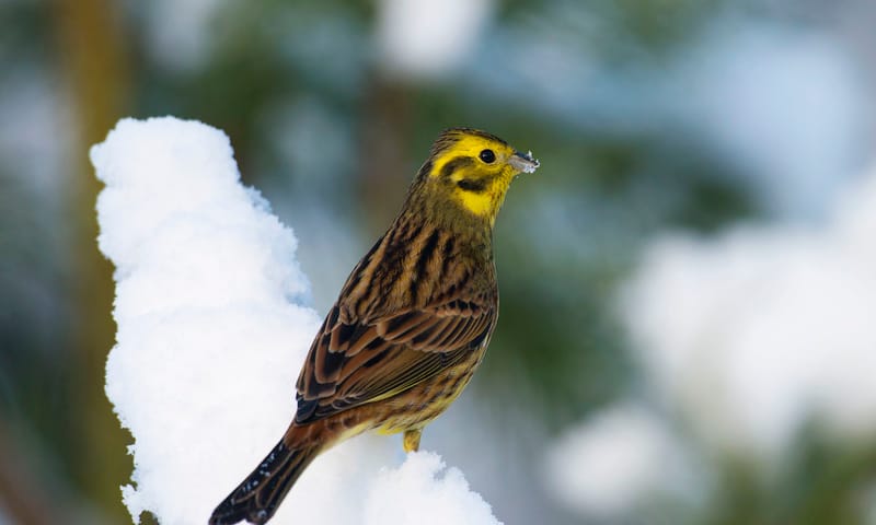 Geelgors in de sneeuw