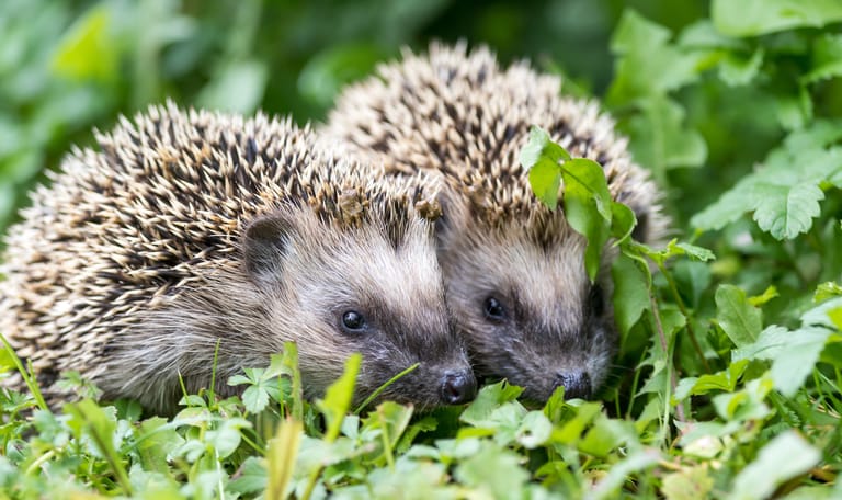 Twee jonge egels in het struikgewas