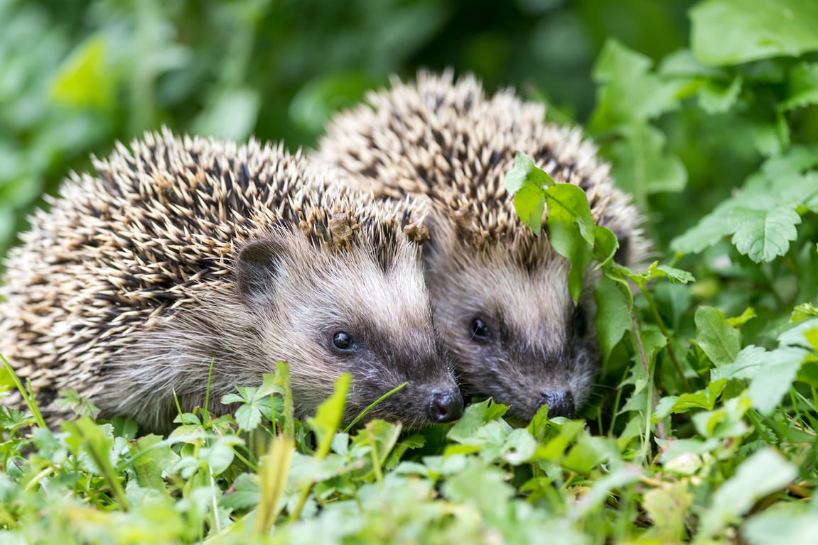 OERRR Egelhuisjes timmeren bij Gasterij Natuurlijk Smeerling