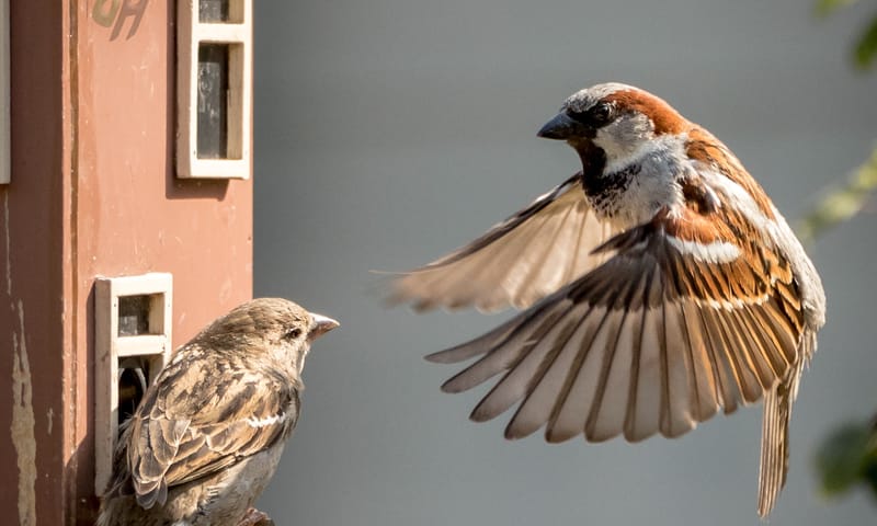 Huismussen in nestkast