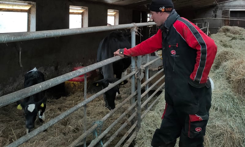 Boer Dirk Gravesteyn bij een koe en kalf
