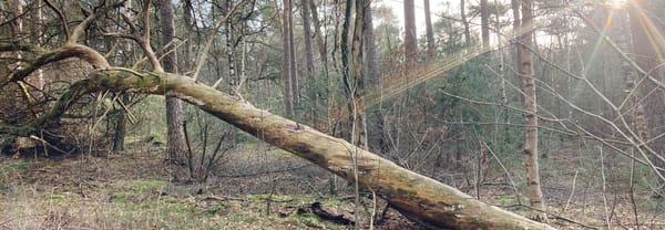 Dood hout Kaapse Bossen