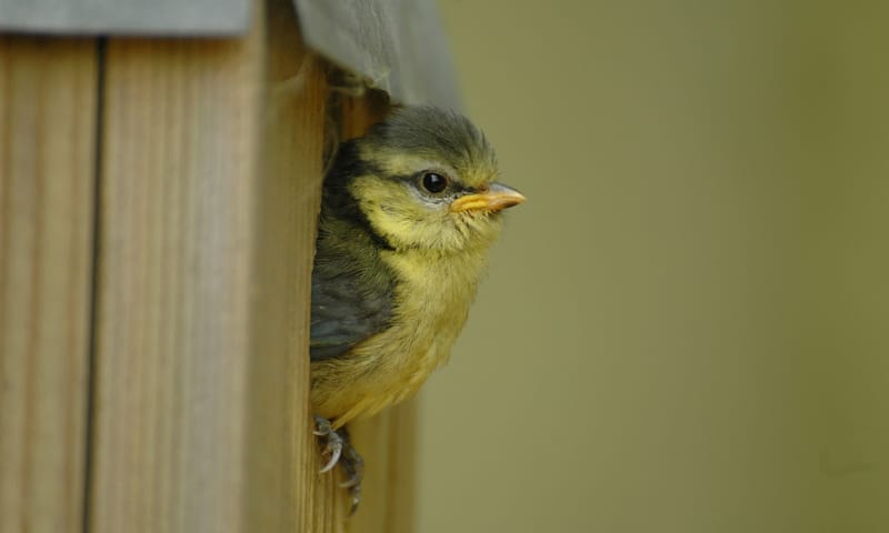 Jonge pimpelmees in een nestkast