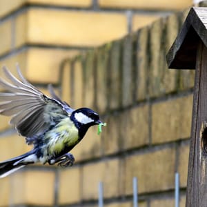 Koolmees voert jongen in nestkast