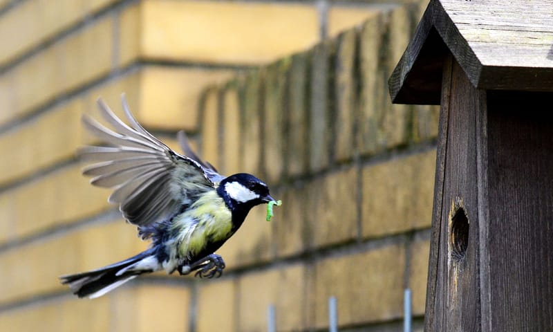 Koolmees voert jongen in nestkast