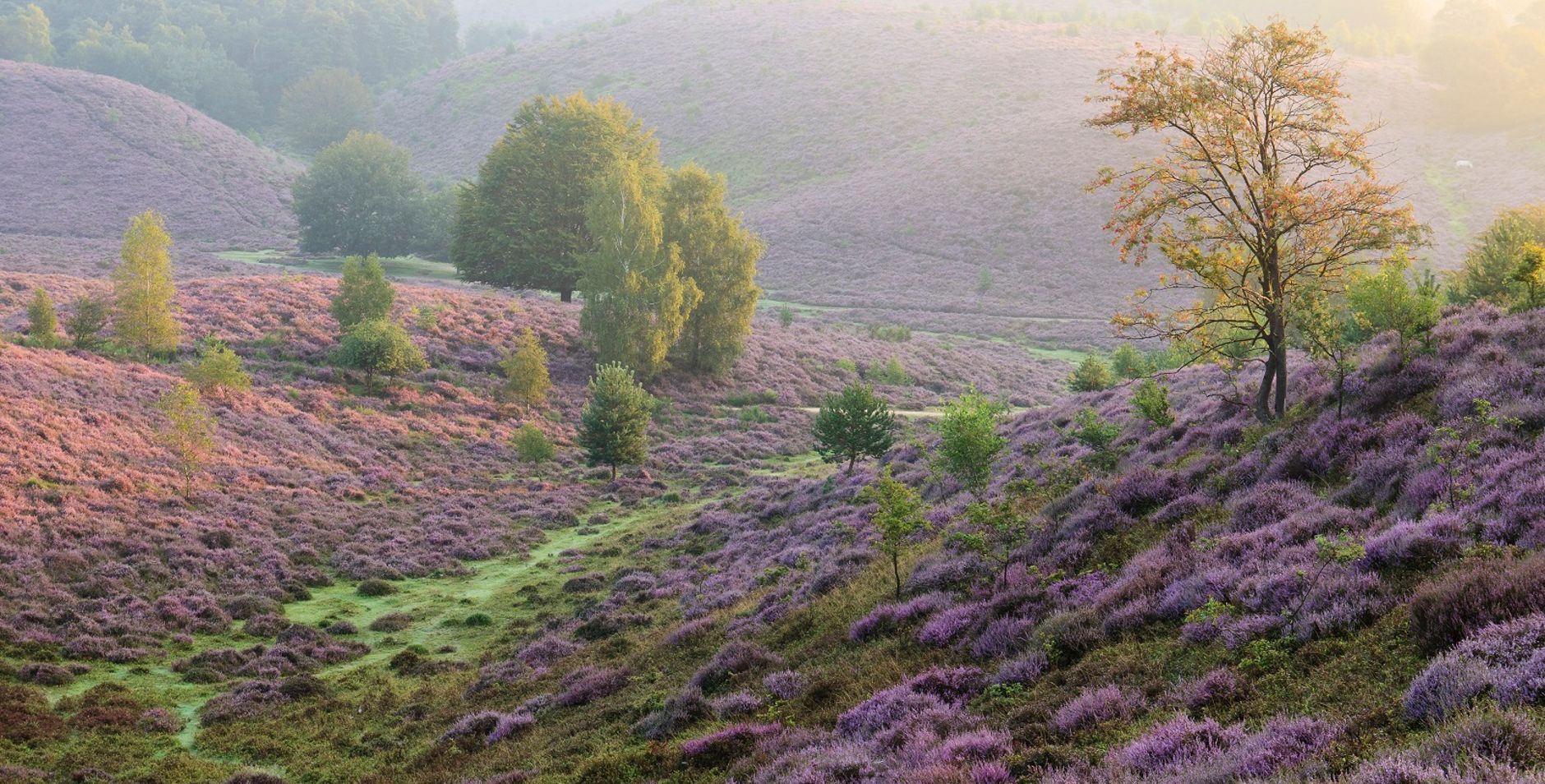 De zon breekt door de mist boven de bloeiende heide van de Veluwezoom
