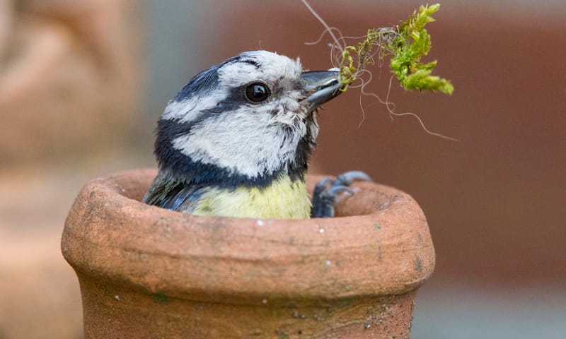 Pimpelmees broedt in kruik