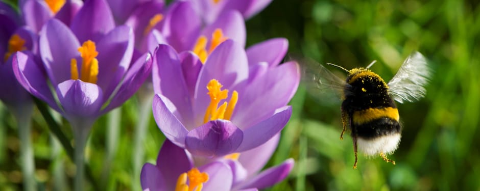 Hommel bij bloeiende krokussen