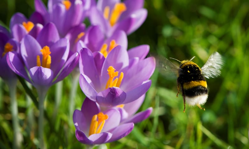 Hommel bij bloeiende krokussen