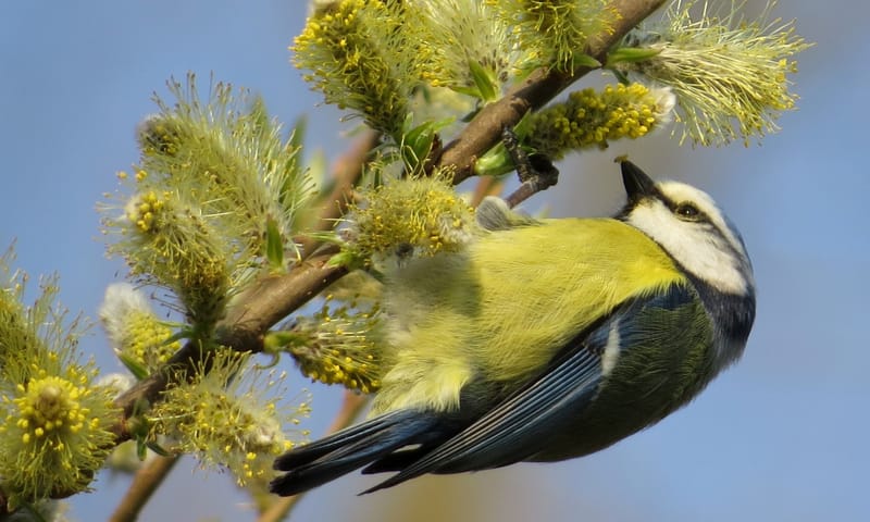 Pimpelmees op wilg voorjaarsbloeiers