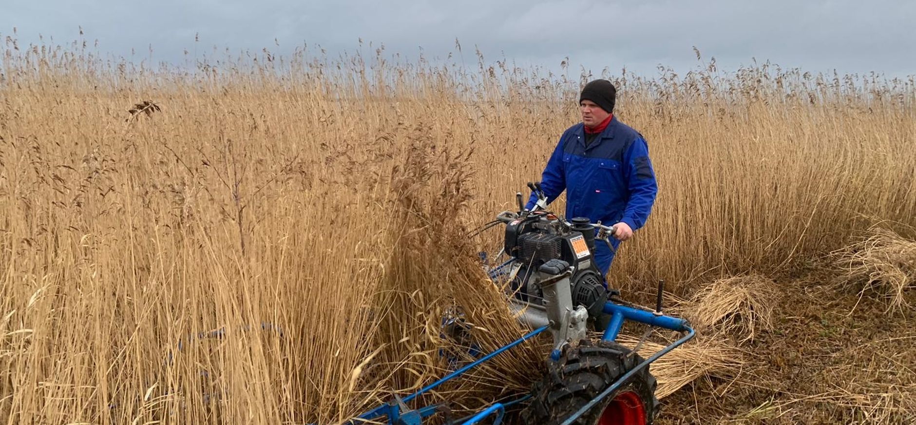 Rietsnijder oogst riet in de Wieden
