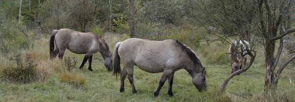 Konikpaarden aan het werk