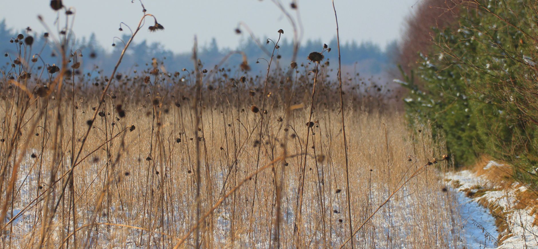 Winterakker Oud Reemst met granen en oliehoudende zaden