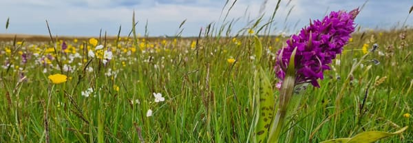 Wilde bloemen in Waalenburg Texel