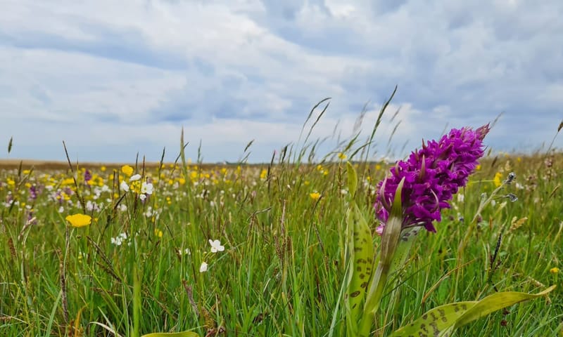 Wilde bloemen Wilde bloemen in Waalenburg Texel
