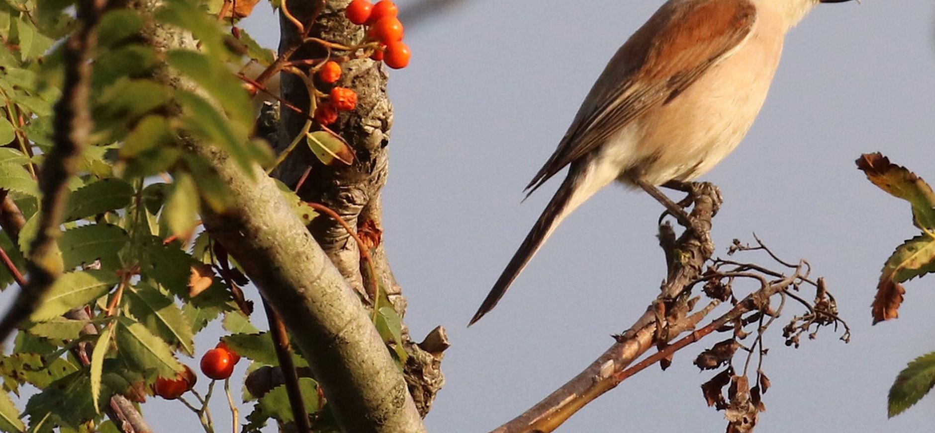 Grauwe klauwier Soerense Broek Grauwe Klauwier bij Soerense Beek